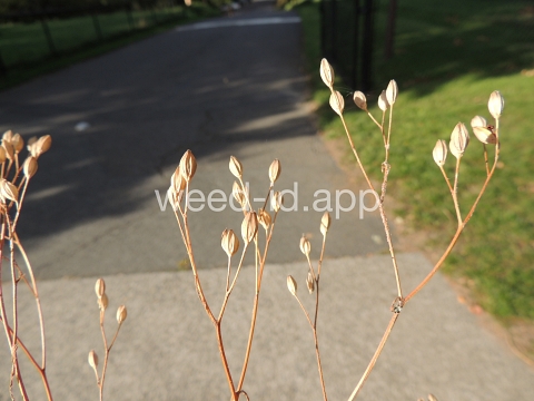 nipplewort